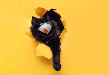 Beyaz koruyucu maskeli komik bir siyah kedi sarı kağıttaki yırtık bir delikten dışarı bakıyor. Karantina, koronavirüs, COVID-19 konsepti. Boşluğu kopyala.