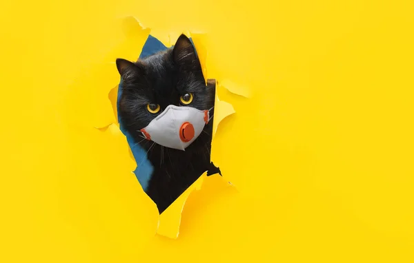 Rolig Insektsögd Svart Katt Vit Skyddande Medicinsk Mask Respirator Kikar — Stockfoto