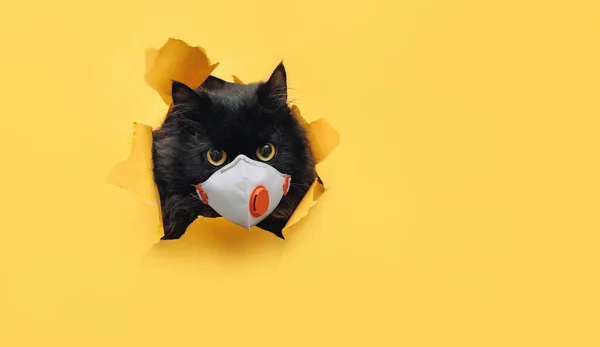 Śmieszny Czarny Kot Ochronnej Masce Medycznej Wydziera Się Dziury Żółtym — Zdjęcie stockowe