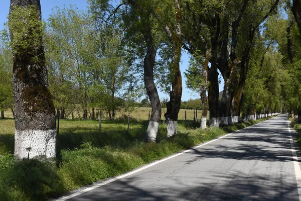 Träd vid ingången av den byn av Castelo de Vide, Alenteje — Stockfoto