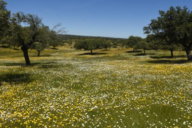 Bahar peyzaj extremadura, İspanya