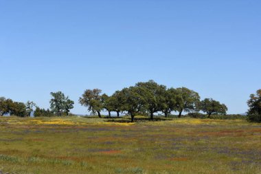 Alentejo bahar peyzaj 