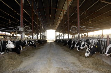 Süt ineği çiftliği