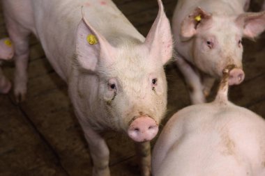 Çiftlikteki domuzlar