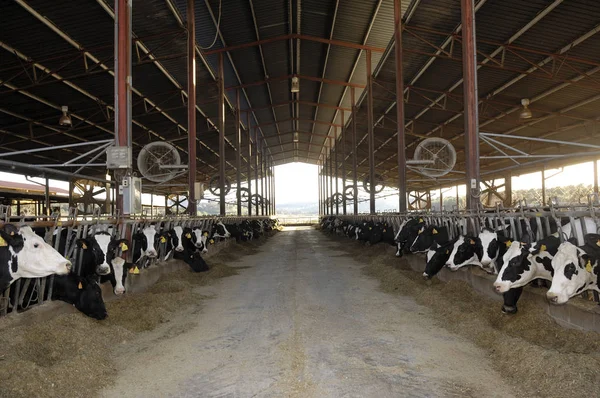 Молочная коровья ферма — стоковое фото