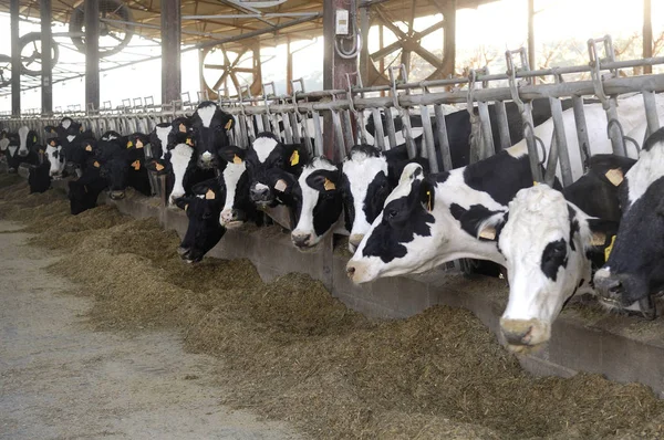 Una granja de vacas lecheras — Foto de Stock