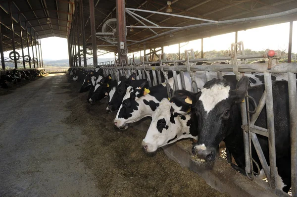 Una granja de vacas lecheras — Foto de Stock