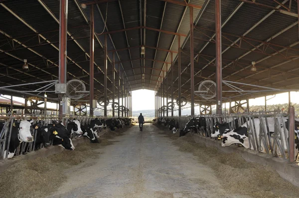 Una granja de vacas lecheras — Foto de Stock