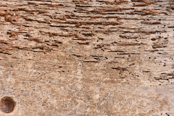 Eski ahşap termitler ile doku — Stok fotoğraf