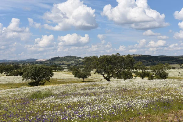 Alentejo bahar peyzaj 