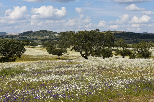 Alentejo bahar peyzaj 