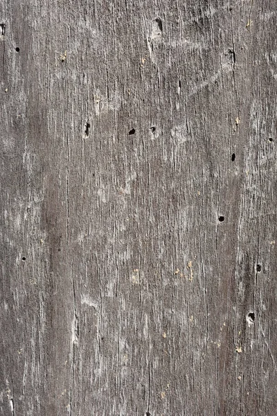 古い木目のクローズ アップ シロアリ — ストック写真