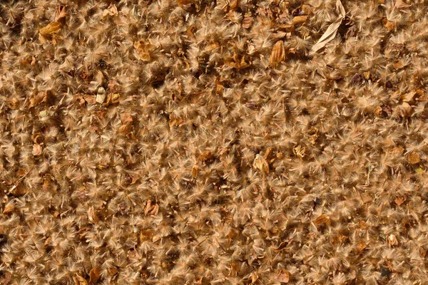 Zbliżenie na pyłek Platanus — Zdjęcie stockowe