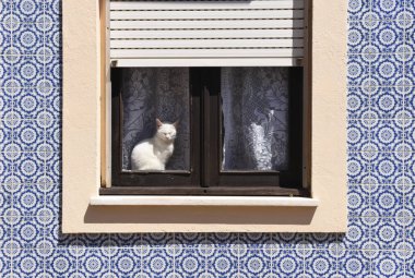 Aveiro, Portekiz bir pencerede tadını çıkarma kedi