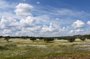 Bahar manzara Alentejo peyzaj Vila köyü yakınlarında