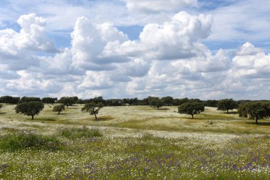 Bahar manzara Alentejo peyzaj Redondo Köyü arasındaki Vila Vicosa, Alentejo bölgesi, Portekiz