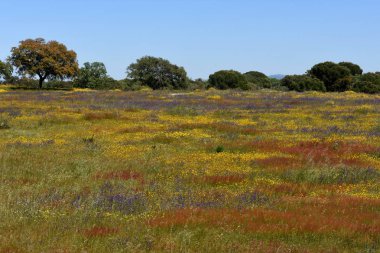 Bahar manzara Alentejo peyzaj Fl köyü arasında