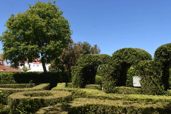 Ogród z Alter zrobić Chao, regionu Beiras, Portugalia — Zdjęcie stockowe