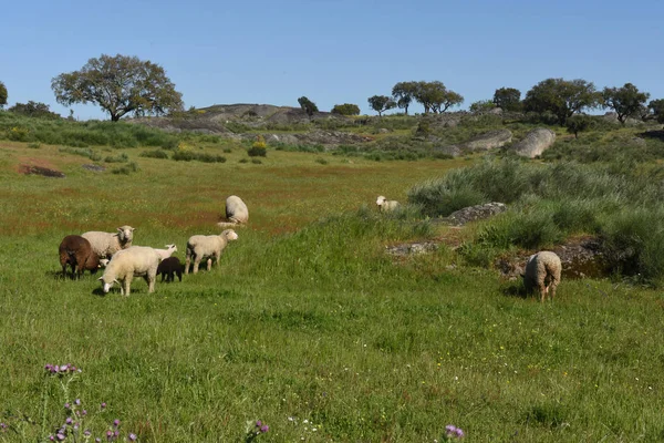 Birka legelészik a táj közelében Crato, Alentejo régió, Portugália — Stock Fotó