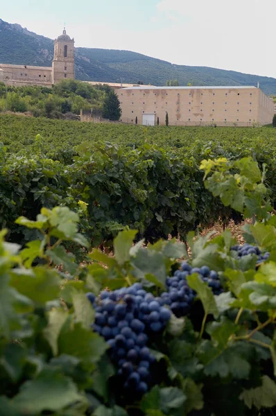 Viñedo de Ayegui, Navarra, España — Foto de Stock