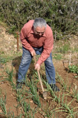 sebze bahçesinde çalışan yaşlı adam