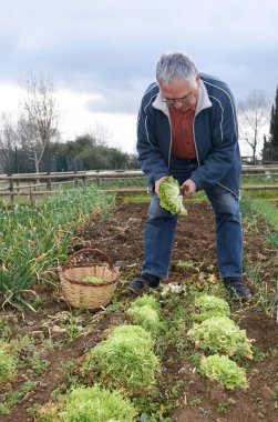 sebze bahçesinde çalışan yaşlı adam