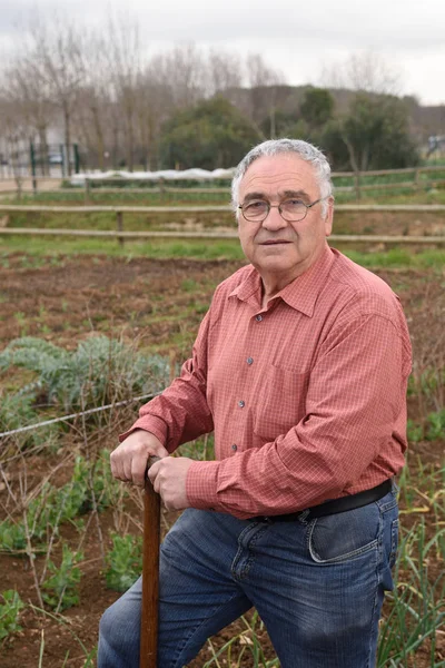Porträt eines Rentners in seinem Gemüsegarten — Stockfoto