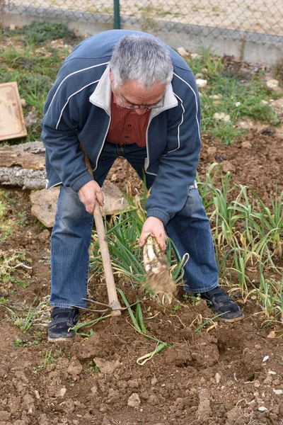 Uomo anziano che lavora nel suo orto — Foto Stock