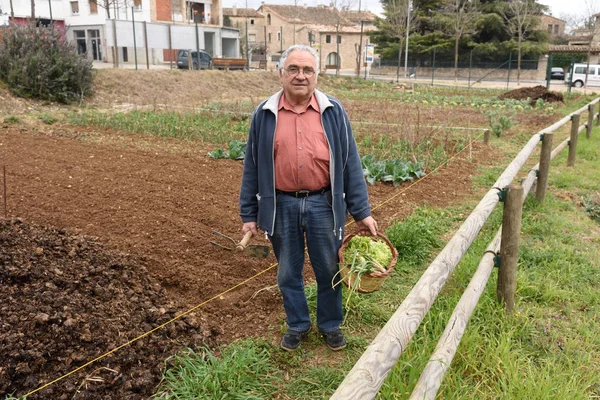 Portret van een gepensioneerde man in zijn moestuin — Stockfoto