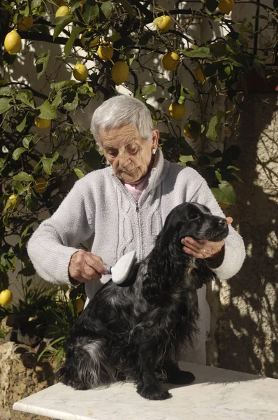 Velha mulher pentear um cão — Fotografia de Stock