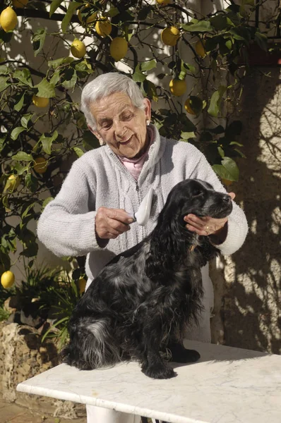 Velha mulher pentear um cão — Fotografia de Stock