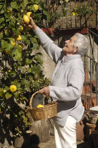 Oude vrouw citroenen uit een citroen boom plukken — Stockfoto