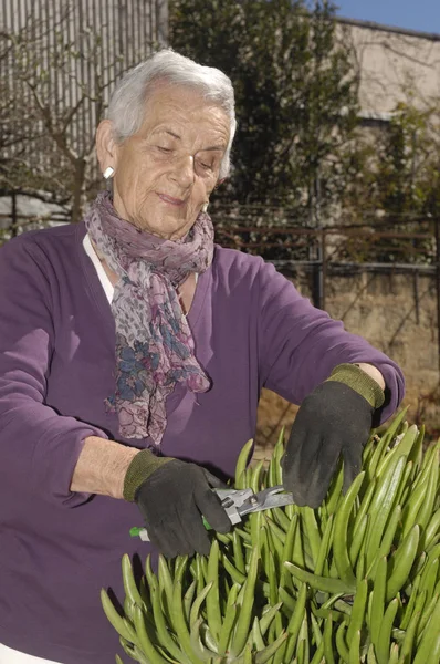 Old woman working in her garden — Stok fotoğraf