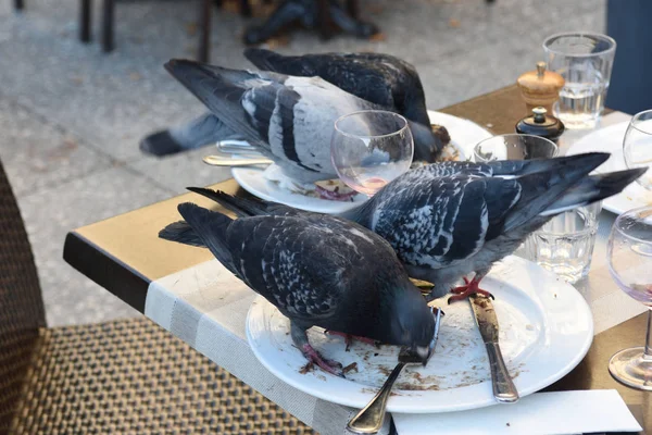 Pombos comendo em uma mesa de restaurante , — Fotografia de Stock