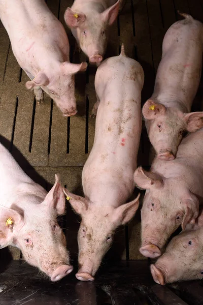돼지 농장의 내부 — 스톡 사진