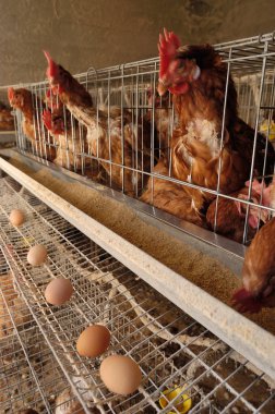 A rural farm of laying hens