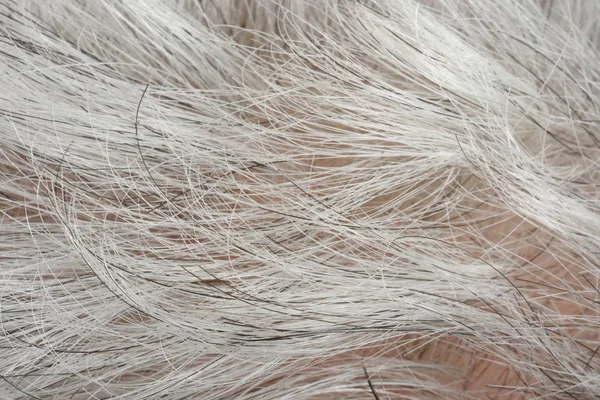 Cheveux gris d'une femme âgée — Photo