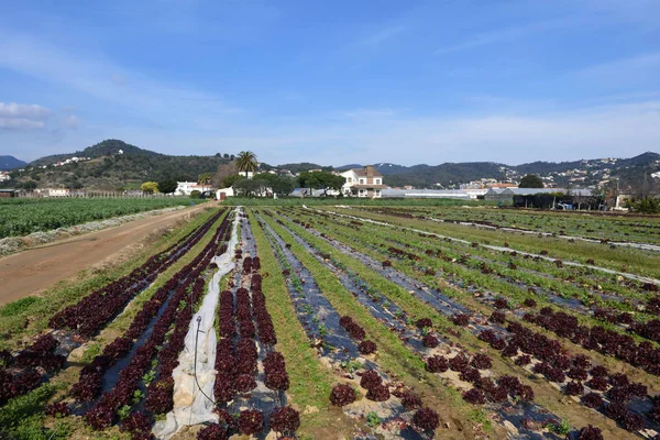 Il tipico orto di El Maresme vicino a Malgrat de Mar , — Foto Stock