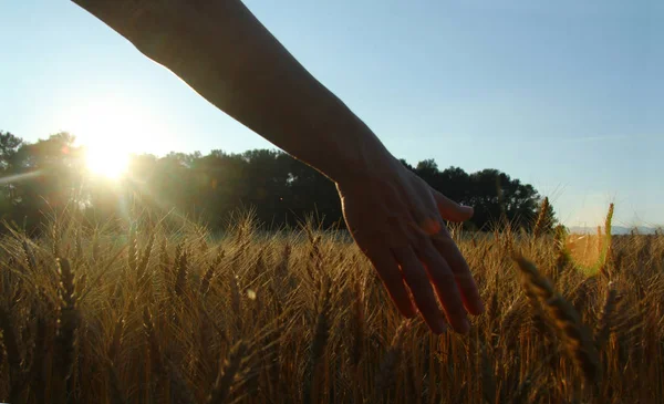 Weizen streicheln bei Sonnenuntergang — Stockfoto