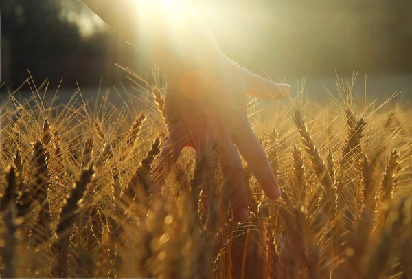 Hand einer Frau streichelt Weizen auf einem Feld — Stockfoto