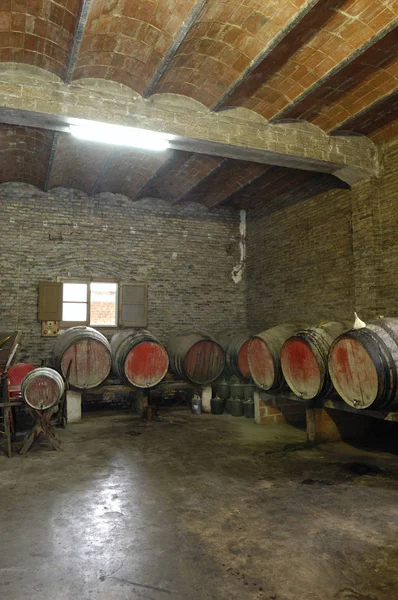 Eski şarap botları bir şarap mahzeni — Stok fotoğraf