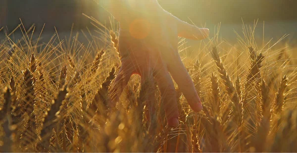 Hand Frau, streichelt Weizen auf einem Feld — Stockfoto