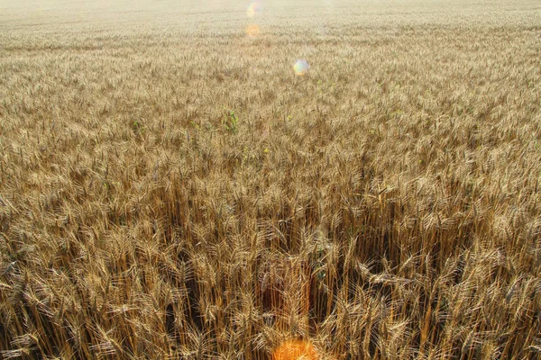 Bir yaz gününde buğday tarlası — Stok fotoğraf