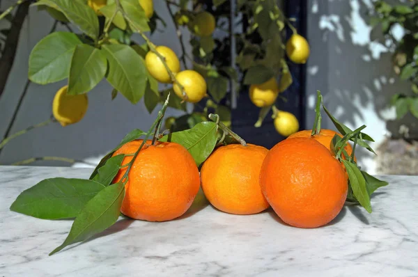 Апельсини на мармуровому столі і деякі лимонні дерева на фоні — стокове фото