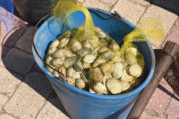 Balde de frutos do mar recolhido pelos pescadores na ilha de Arousa, Galiza , — Fotografia de Stock