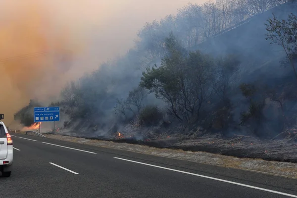 Forest fire on the road
