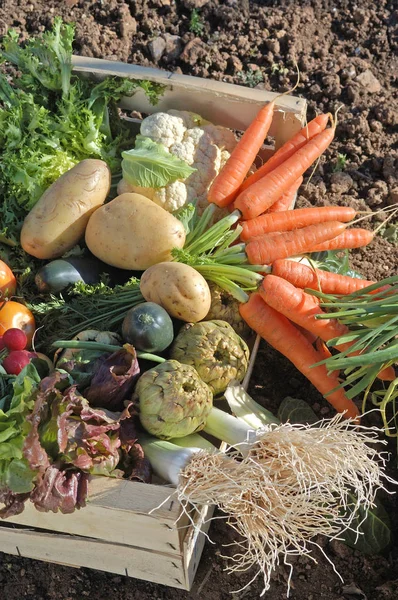 Scatola di verdure nell'orto — Foto Stock