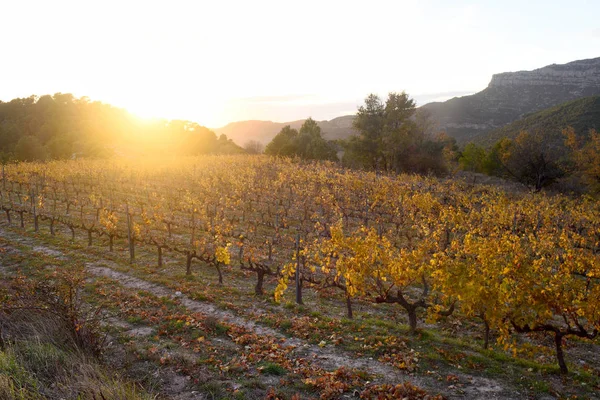 Solnedgång i vingårdarna i Priorat nära de byn av Morera — Stockfoto