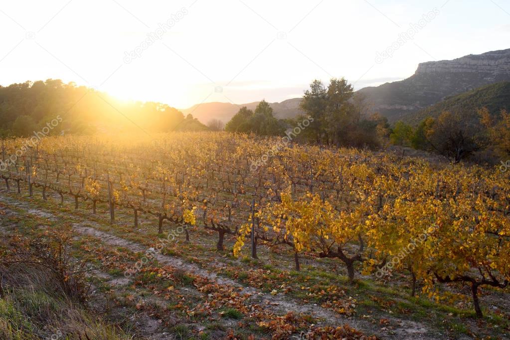Sunset in the vineyards of the Priorat near de village of Morera