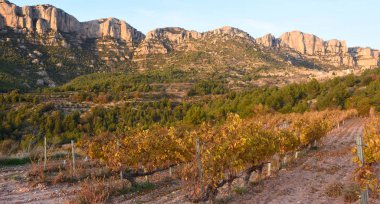 Morera de Köyü yakınındaki Priorat üzüm bağları gün batımı